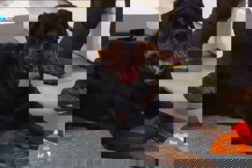 Pes z najmočnejsim ugrizom