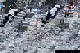 Video: Bo Tina Gaber sledila tujim praksam in partnerja prepričala, da uvede bolniško, če vam zboli hišni ljubljenček?