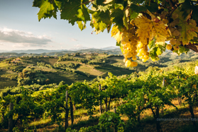 Goriška Brda: Popotovanje med vinogradi in kulturno dediščino